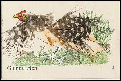 4 Guinea Hen